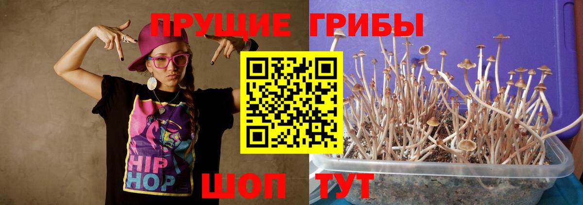 купить наркотики цена  Галлюциногенные грибы ЛСД  Балашов  Псилоцибиновые грибы прущие грибы 